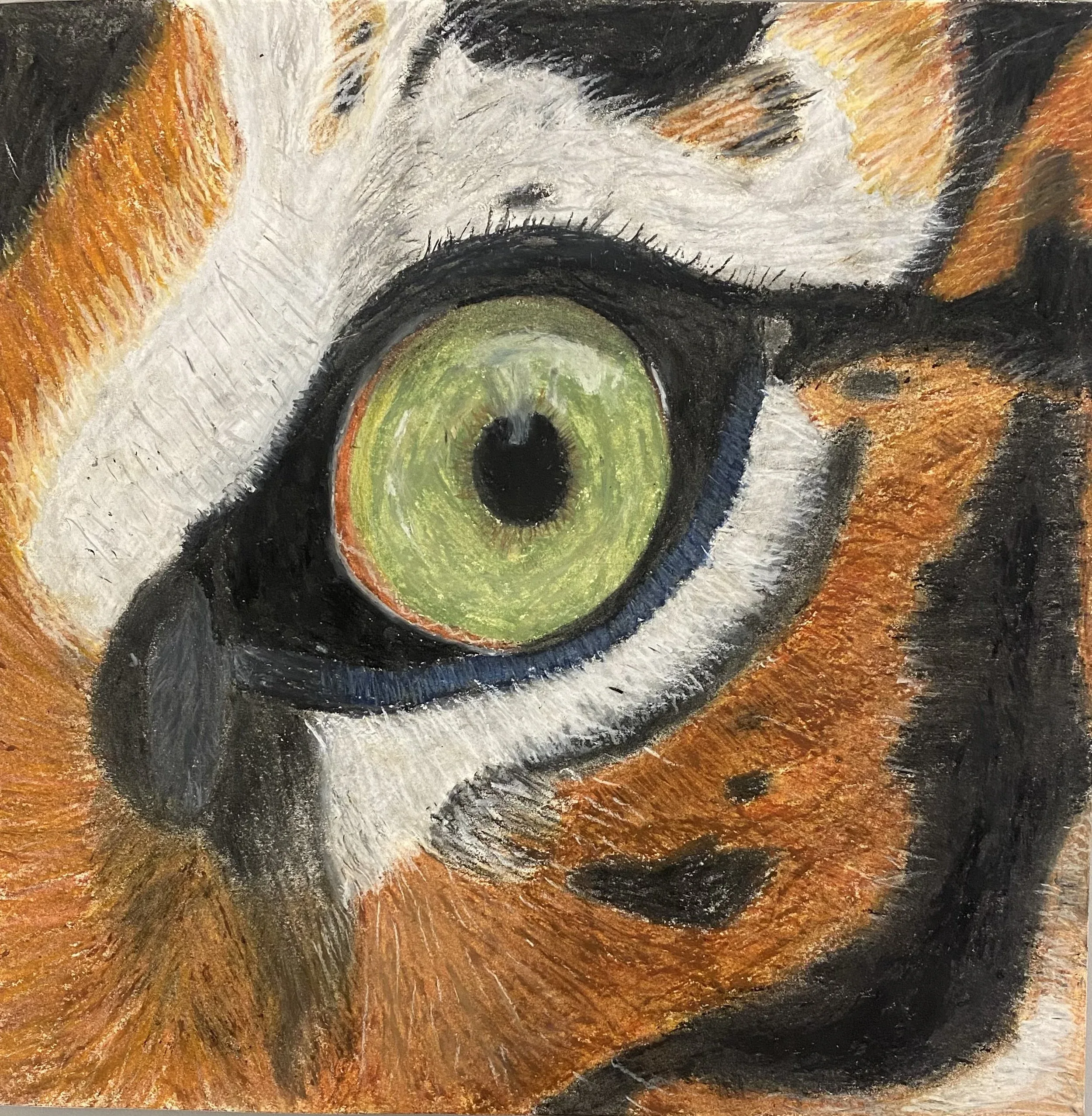 Conner Johnston, Tiger