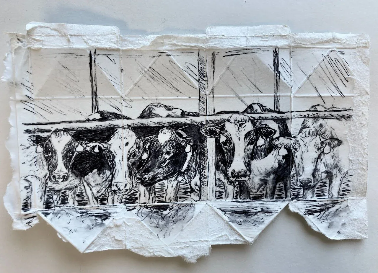 Minka Holtrop, Dairy Cows