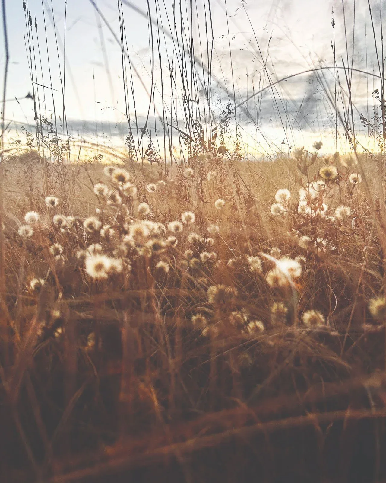 Jackson P., Untitled