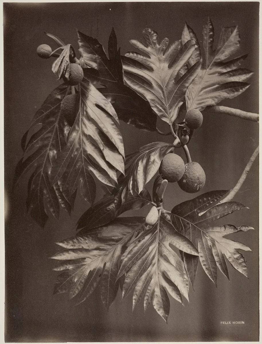 Felix Morin (French, active 1869 – 1896), Calabash Tree, Trinidad, circa 1890, albumen print, 14 × 11 inches. Art Gallery of Ontario. Montgomery Collection of Caribbean Photographs. Purchase, with funds from Dr. Liza & Dr. Frederick Murrell, Bruce Croxon & Debra Thier, Wes Hall & Kingsdale Advisors, Cindy & Shon Barnett, Donette Chin-Loy Chang, Kamala-Jean Gopie, Phil Lind & Ellen Roland, Martin Doc McKinney, Francilla Charles, Ray & Georgina Williams, Thaine & Bianca Carter, Charmaine Crooks, Nathaniel Crooks, Andrew Garrett & Dr. Belinda Longe, Neil L. Le Grand, Michael Lewis, Dr. Kenneth Montague & Sarah Aranha, Lenny & Julia Mortimore, and The Ferrotype Collective, 2019. 2019/382. Photo © AGO.