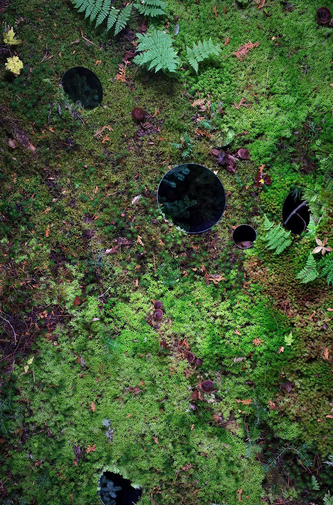 Christopher Carroll (United States, born 1981), Forest Floor with Mirrors from the portfolio Viridis Genii , 2019, archival pigment print on dibond, 53 x 35 inches. Courtesy of the artist. © Christopher Carroll