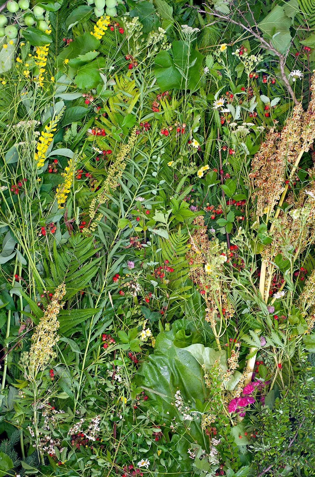 Christopher Carroll (United States, born 1981), The House of Strawberry from the portfolio Viridis Genii , 2019, archival pigment print on dibond, 53 x 35 inches. Courtesy of the artist. © Christopher Carroll