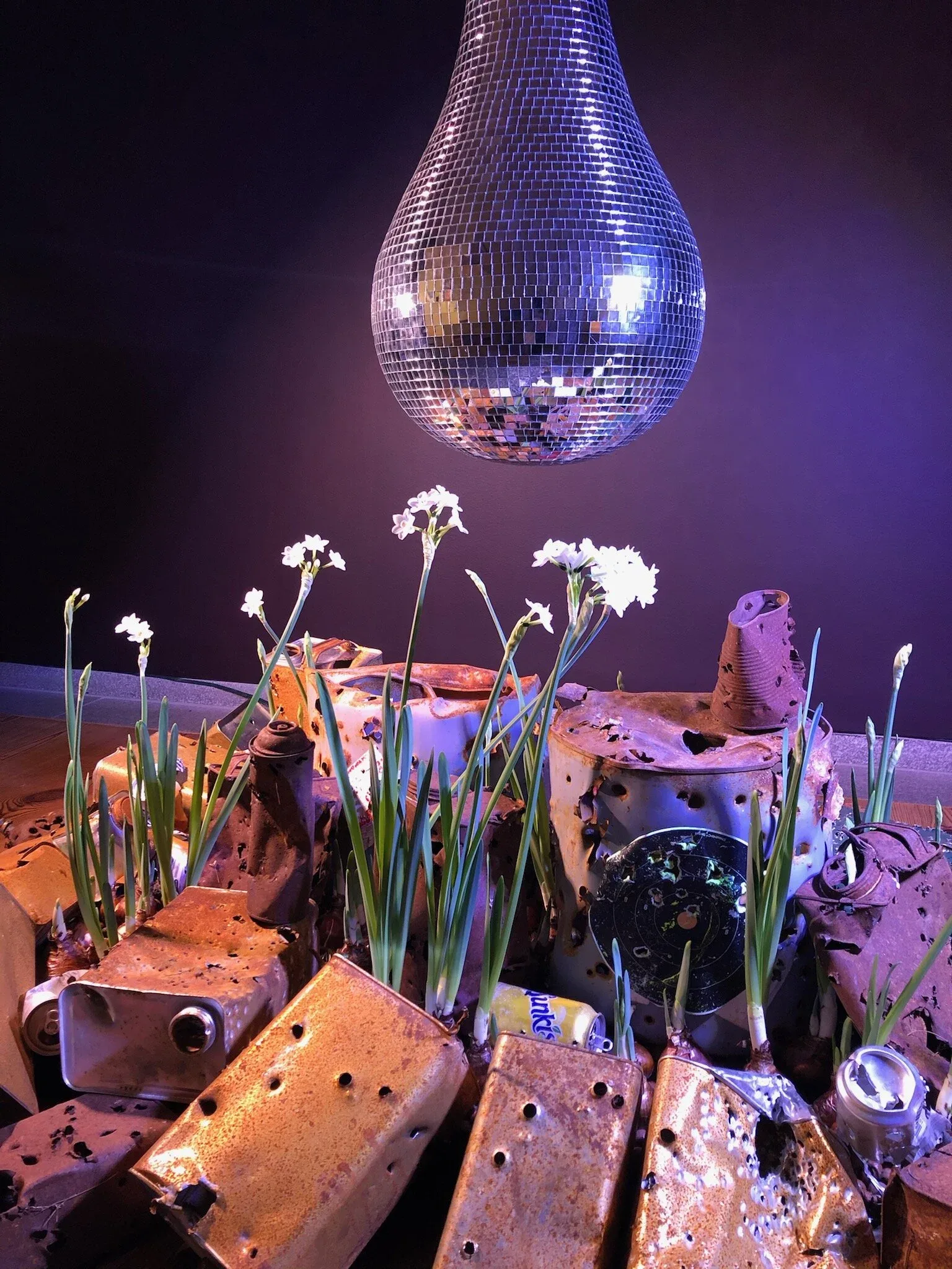 The paperwhite narcissus plants on March 4, 2021.